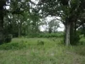 a view of a yard