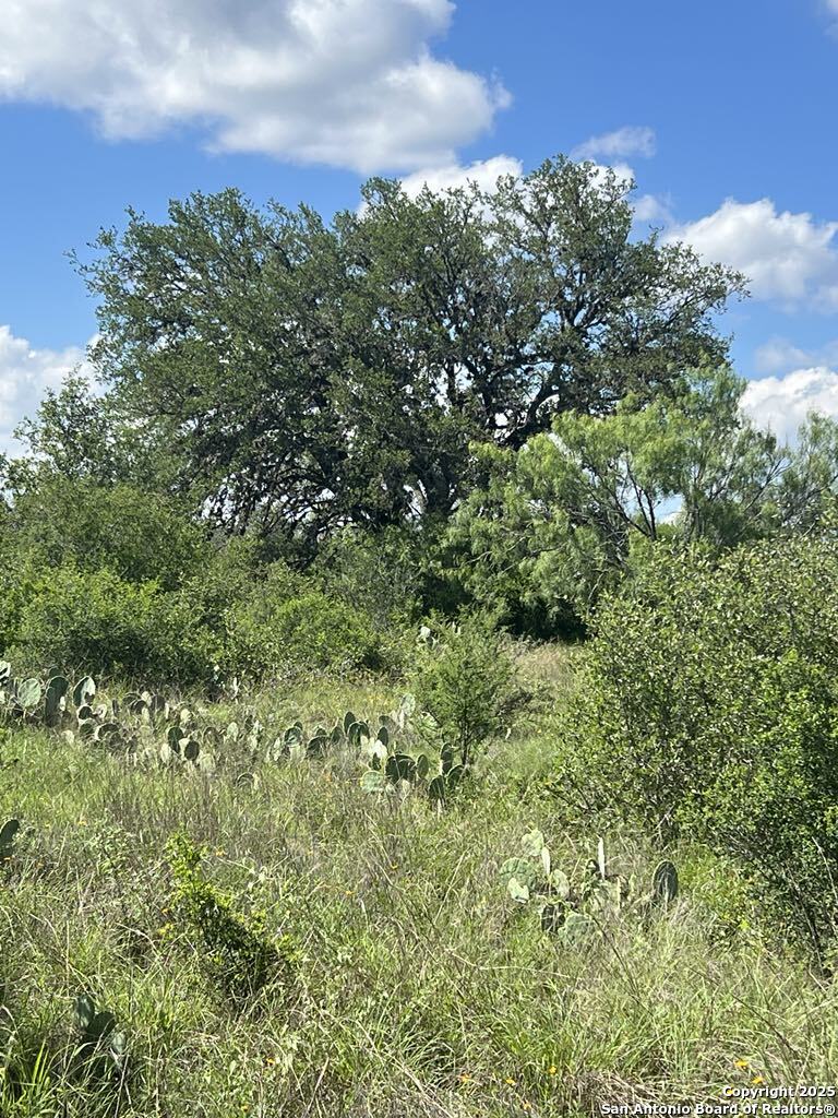 234 Pvt Road Sabinal, TX 78881 - Photo 22 of 32 a view of a green field