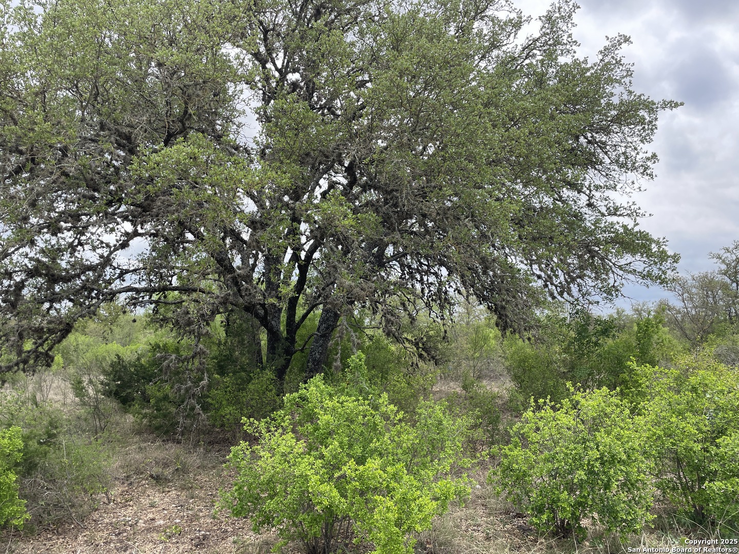 234 Pvt Road Sabinal, TX 78881 - Photo 24 of 32 a view of a lush green forest