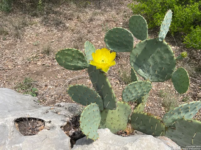 a view of a forest with lots of trees