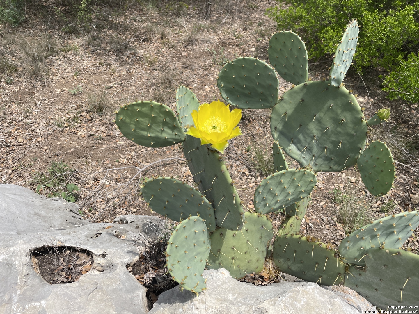 234 Pvt Road Sabinal, TX 78881 - Photo 8 of 32