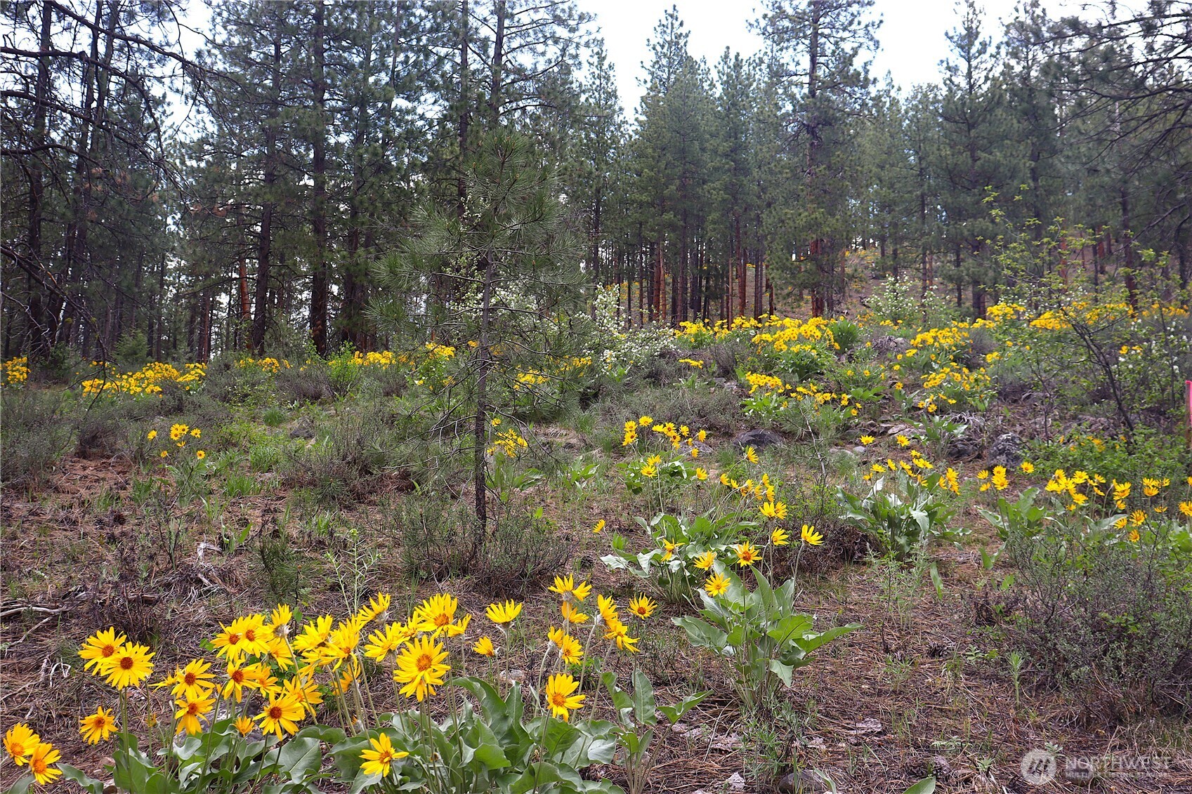 799 Twisp River Road Twisp, WA 98856 - Photo 17 of 31
