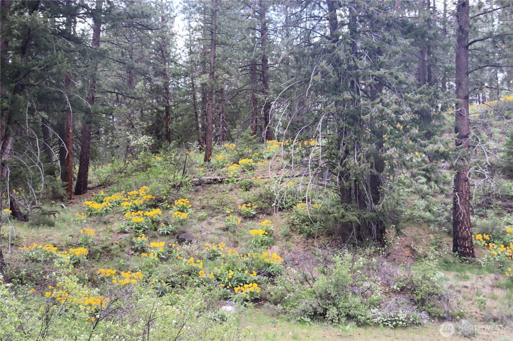 799 Twisp River Road Twisp, WA 98856 - Photo 18 of 31