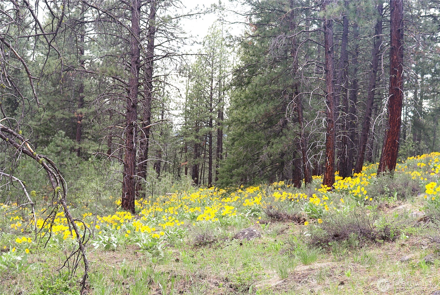 799 Twisp River Road Twisp, WA 98856 - Photo 21 of 31