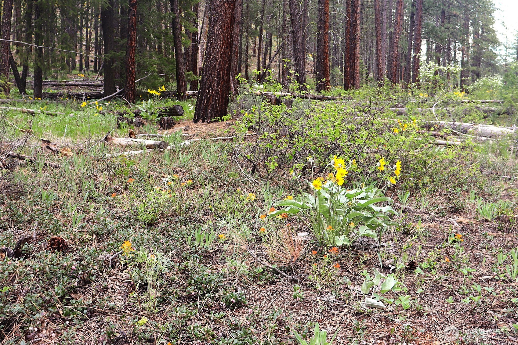 799 Twisp River Road Twisp, WA 98856 - Photo 24 of 31