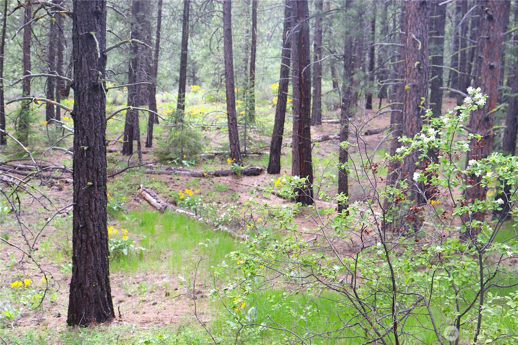799 Twisp River Road Twisp, WA 98856 - Photo 25 of 31