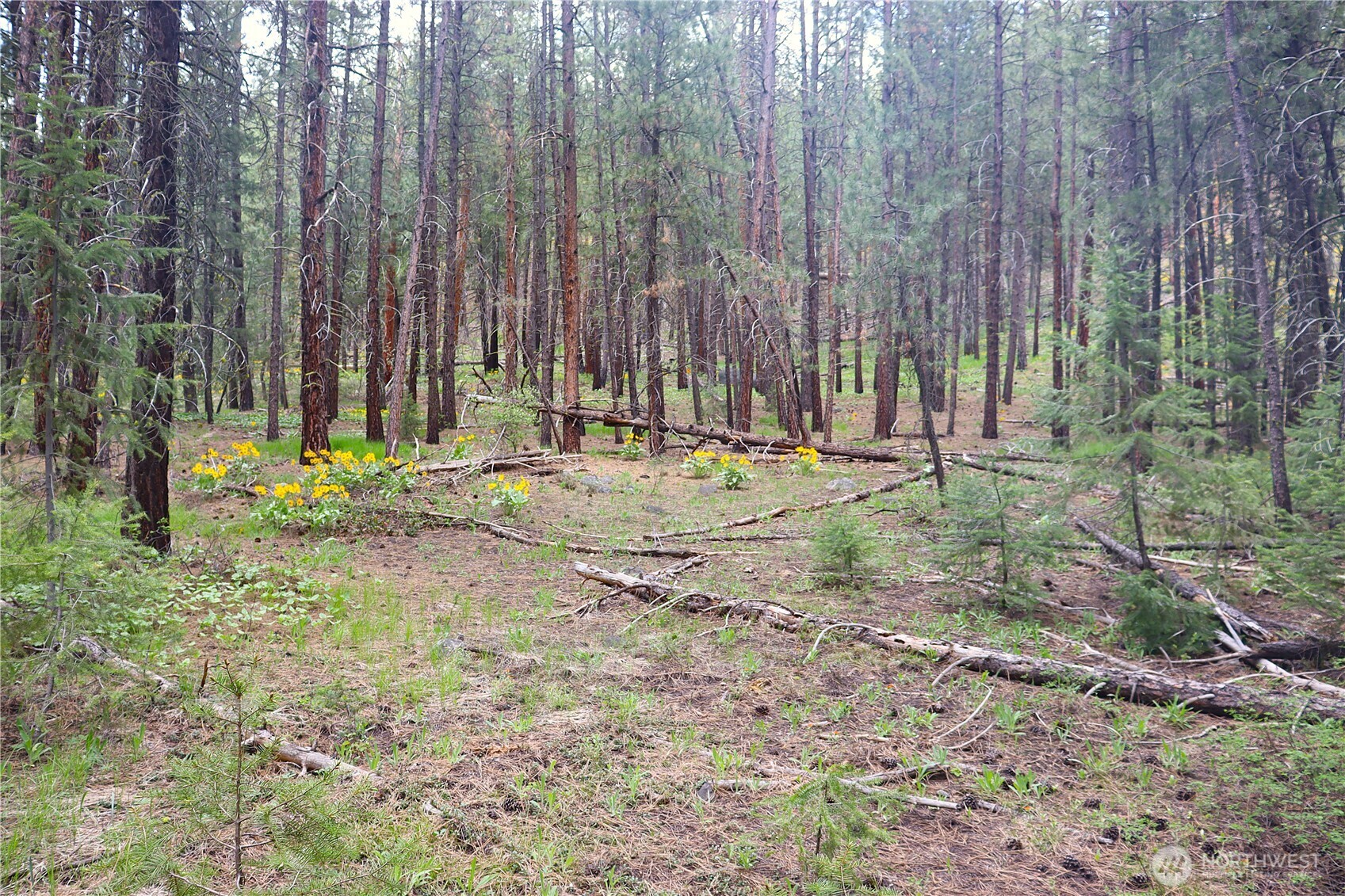 799 Twisp River Road Twisp, WA 98856 - Photo 26 of 31