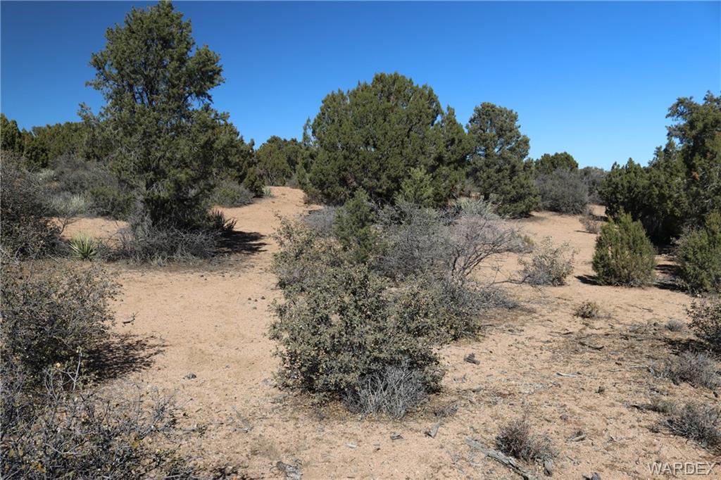 0 Mountain Springs Hackberry, AZ 86411 - Photo 7 of 13 a view of a dry field covered with trees