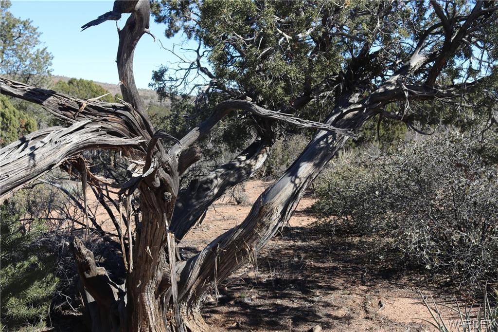 0 Mountain Springs Hackberry, AZ 86411 - Photo 9 of 13 a picture of tree