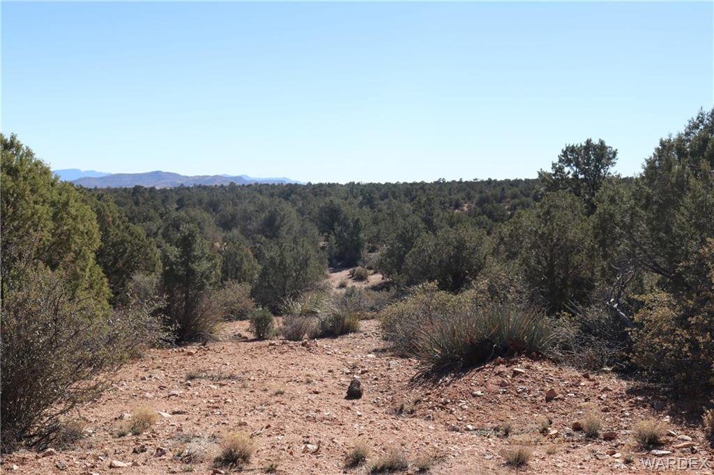 0 Mountain Springs Hackberry, AZ 86411 - Photo 10 of 13 a view of a covered with trees in the background