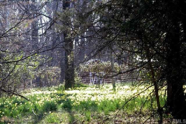 6710 Hebron Church Road Mebane, NC 27302 - Photo 11 of 12 One of fields of daffodils