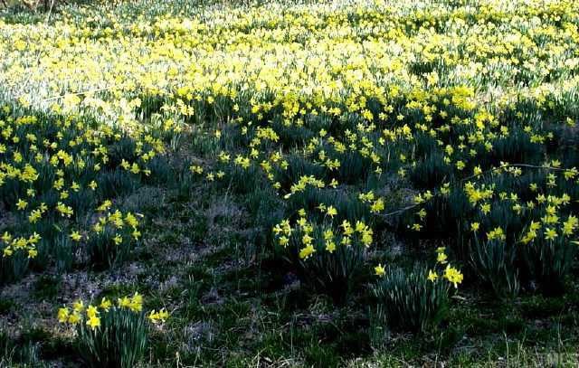 6710 Hebron Church Road Mebane, NC 27302 - Photo 12 of 12 Close-up of daffodils