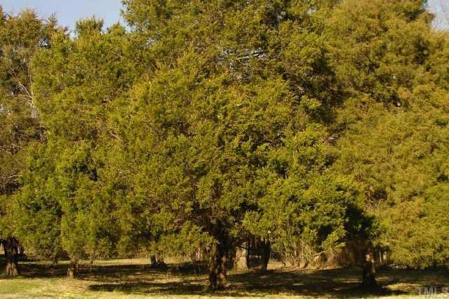 6710 Hebron Church Road Mebane, NC 27302 - Photo 9 of 12 One of many groups of old cedars