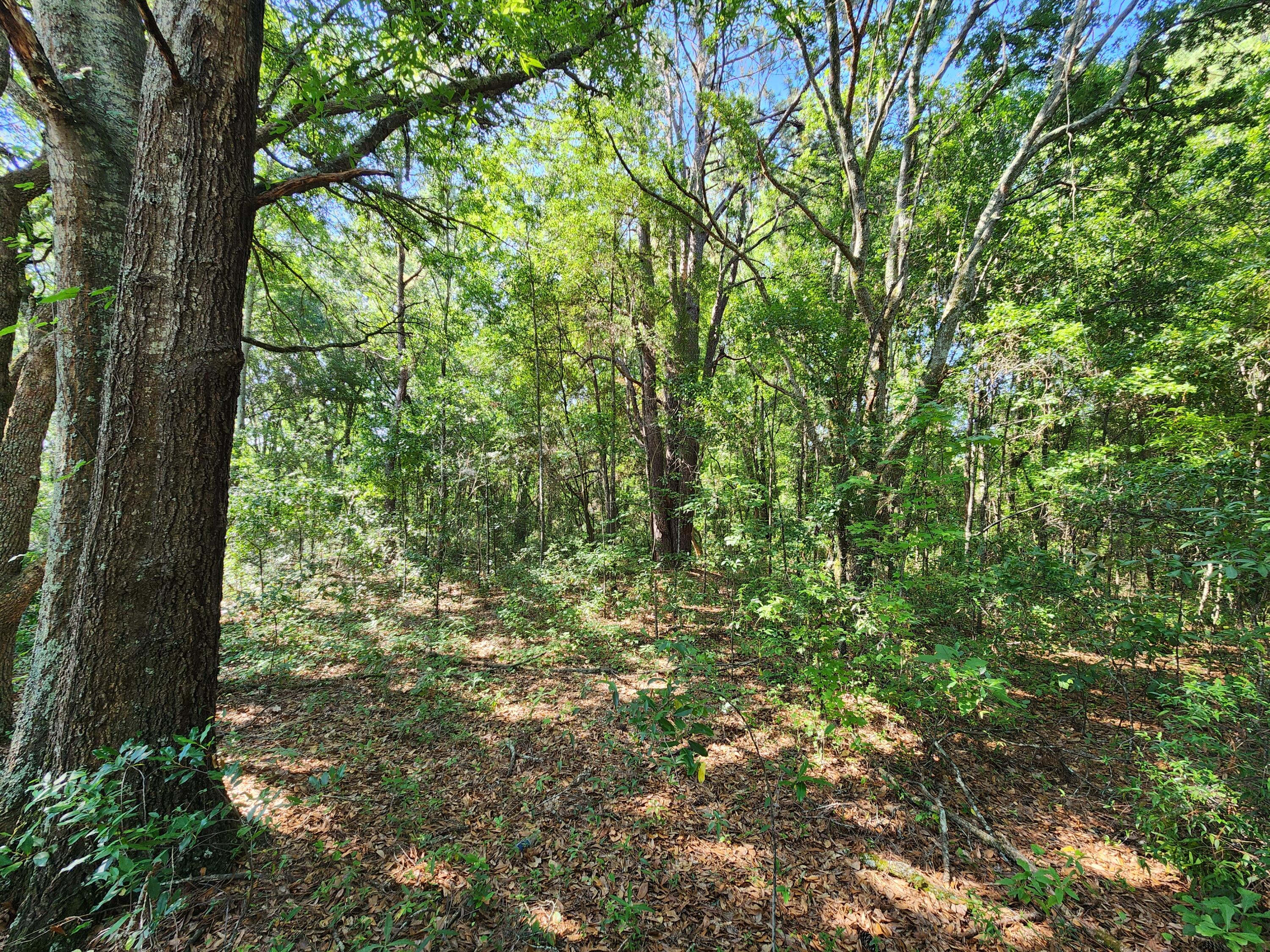 Tbd Community Street Sumter, SC 29150 - Photo 5 of 6