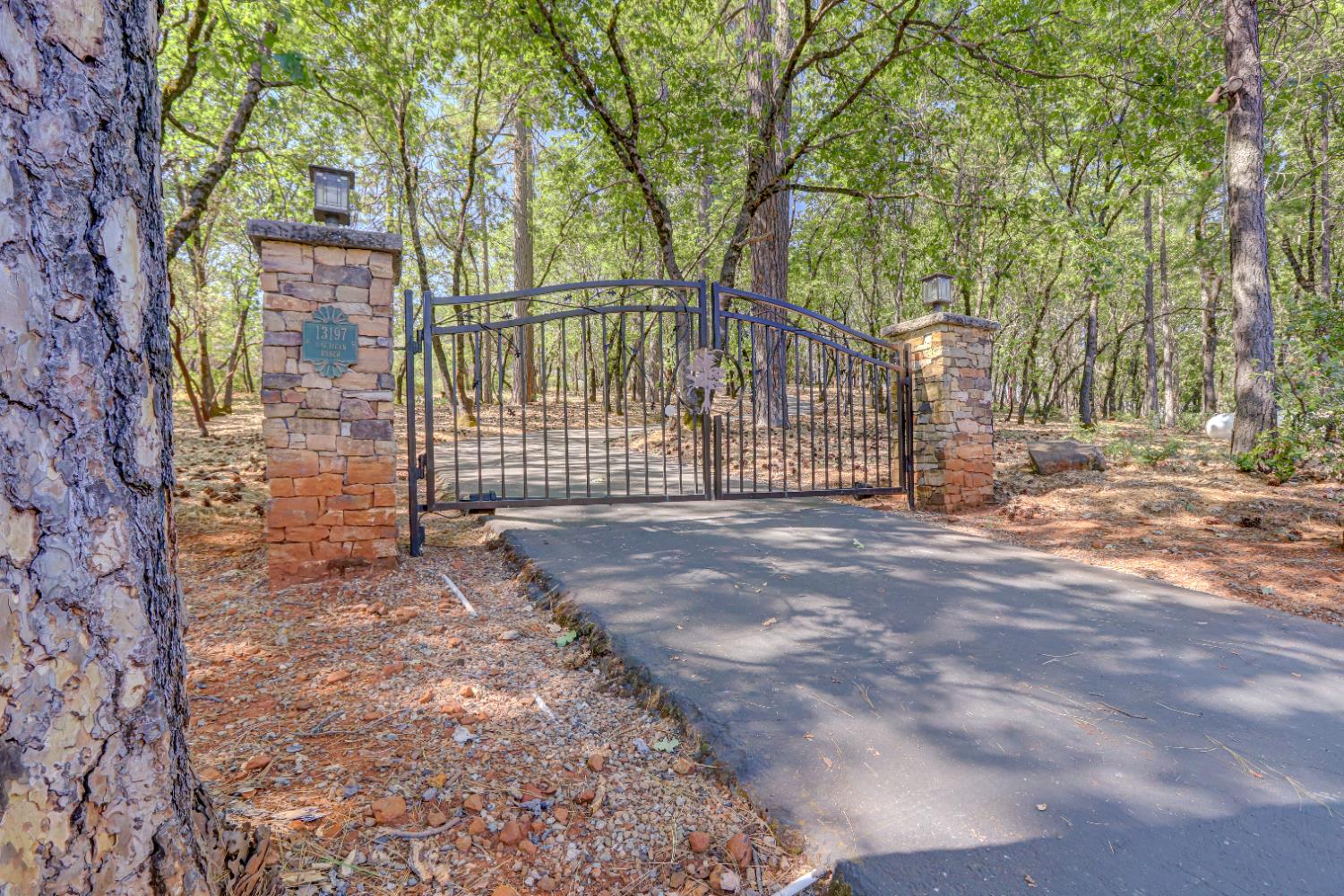 13197 American Ranch Court Grass Valley, CA 95949 - Photo 3 of 77 a view of a yard with plants and large trees