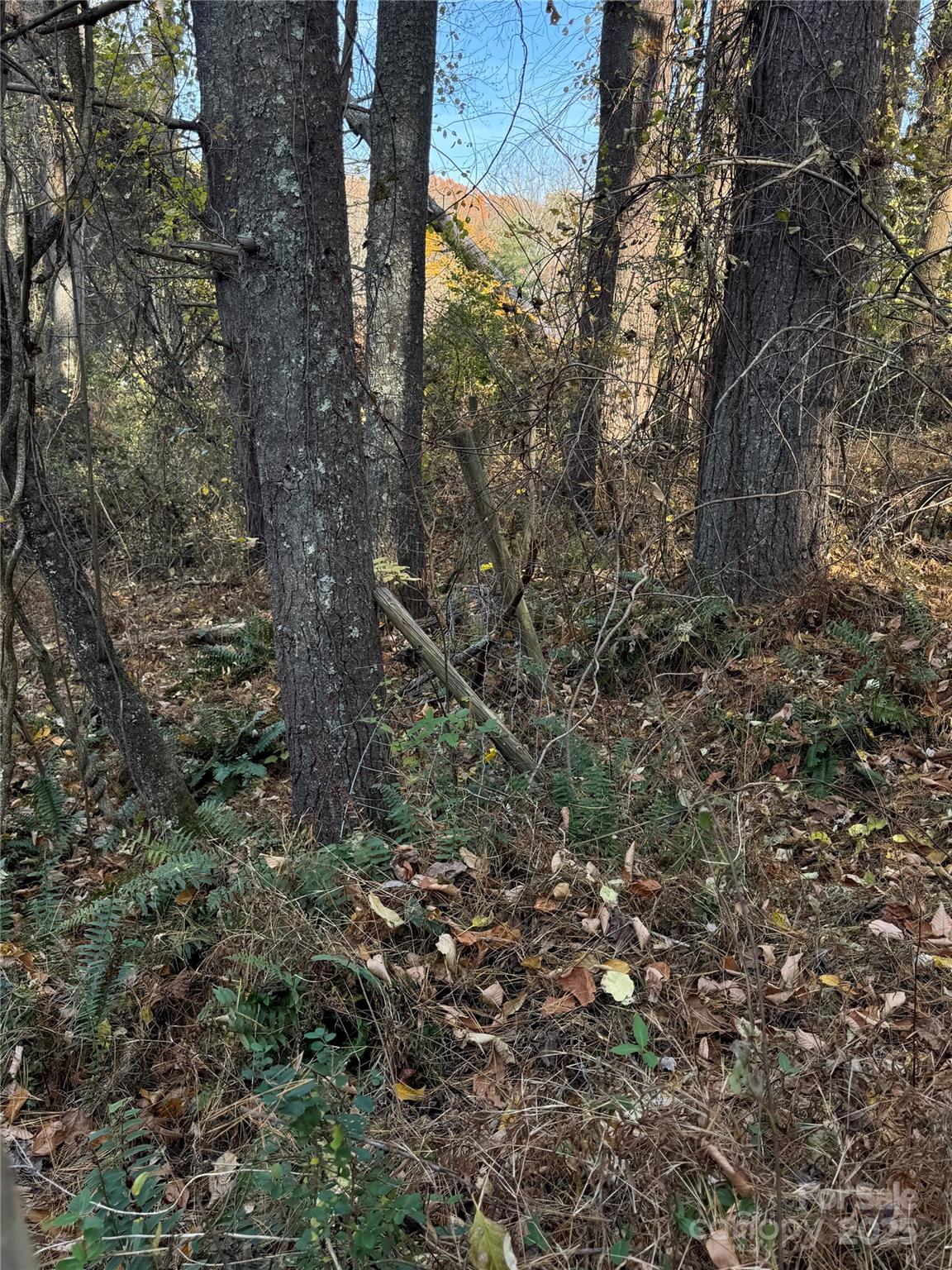99999 Old Macedonia Road Alexander, NC 28701 - Photo 3 of 6 a view of a forest with a tree