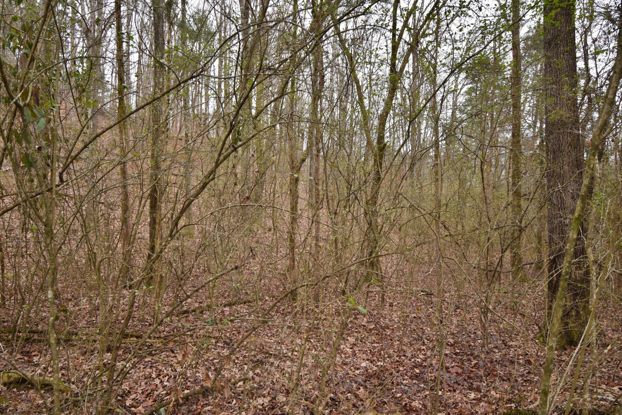 0 Beasley Hollow Road Linden, TN 37096 - Photo 4 of 7 Gallery Image 4