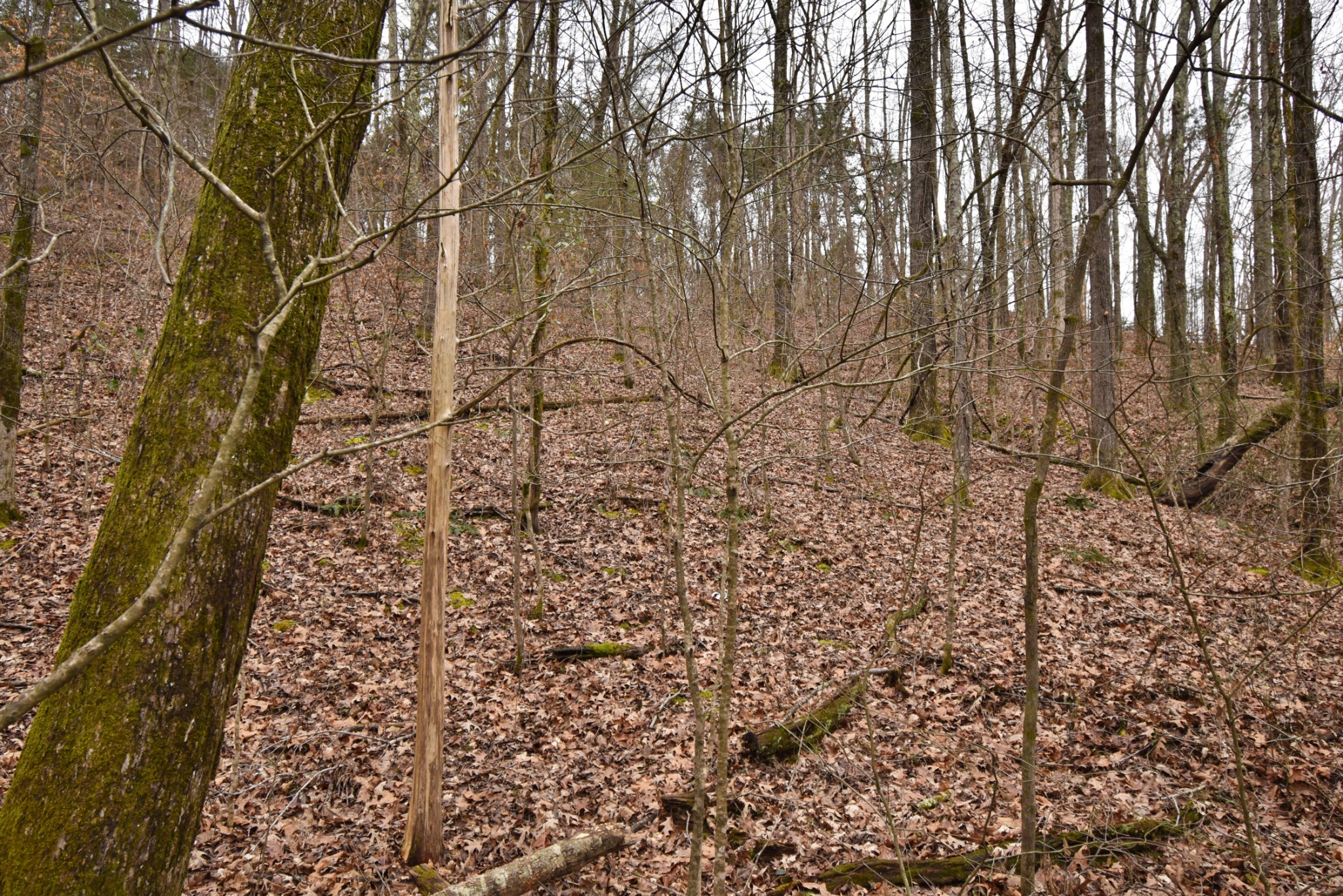0 Beasley Hollow Road Linden, TN 37096 - Photo 5 of 7 Gallery Image 5