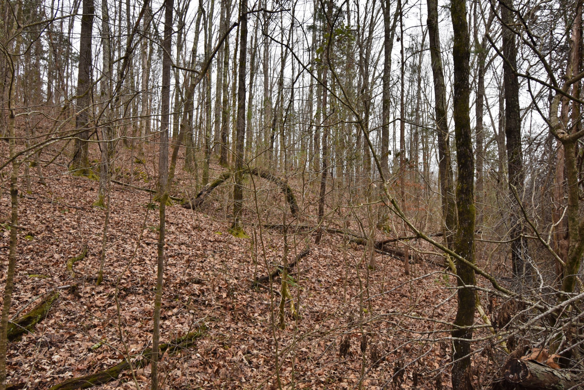 0 Beasley Hollow Road Linden, TN 37096 - Photo 6 of 7 Gallery Image 6