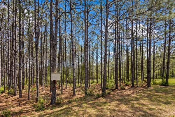 a view of a forest with a yard