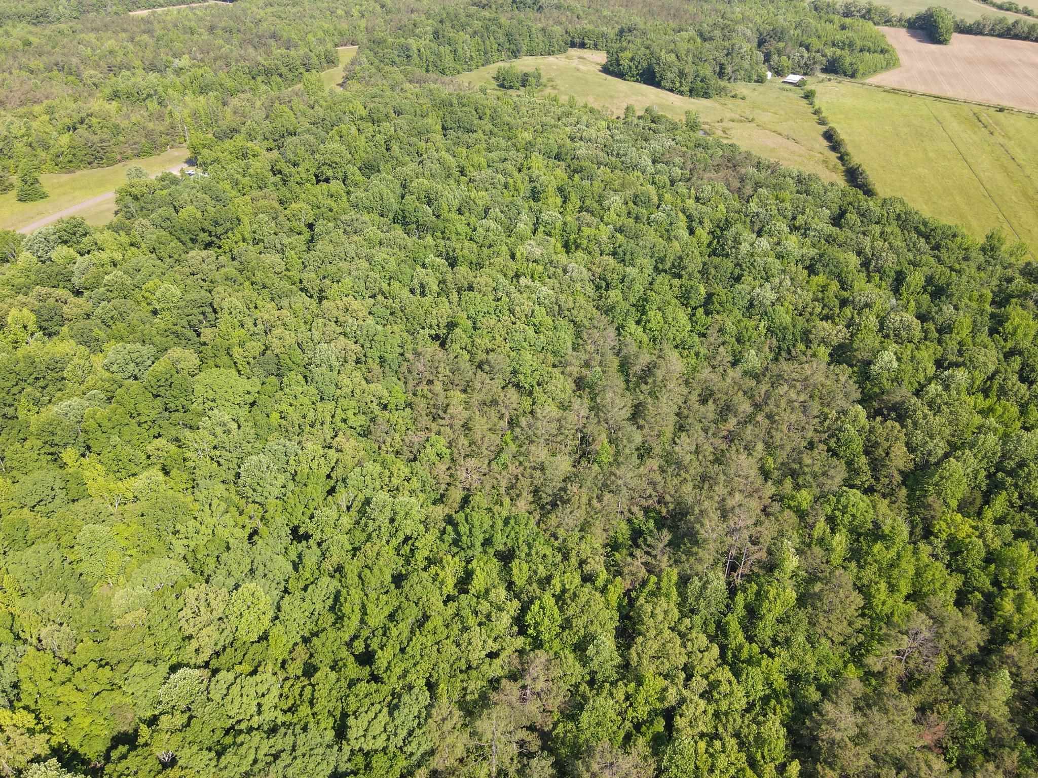 1 Carter Road Saltillo, TN 38370 - Photo 2 of 40 a view of a big yard with plants and large trees