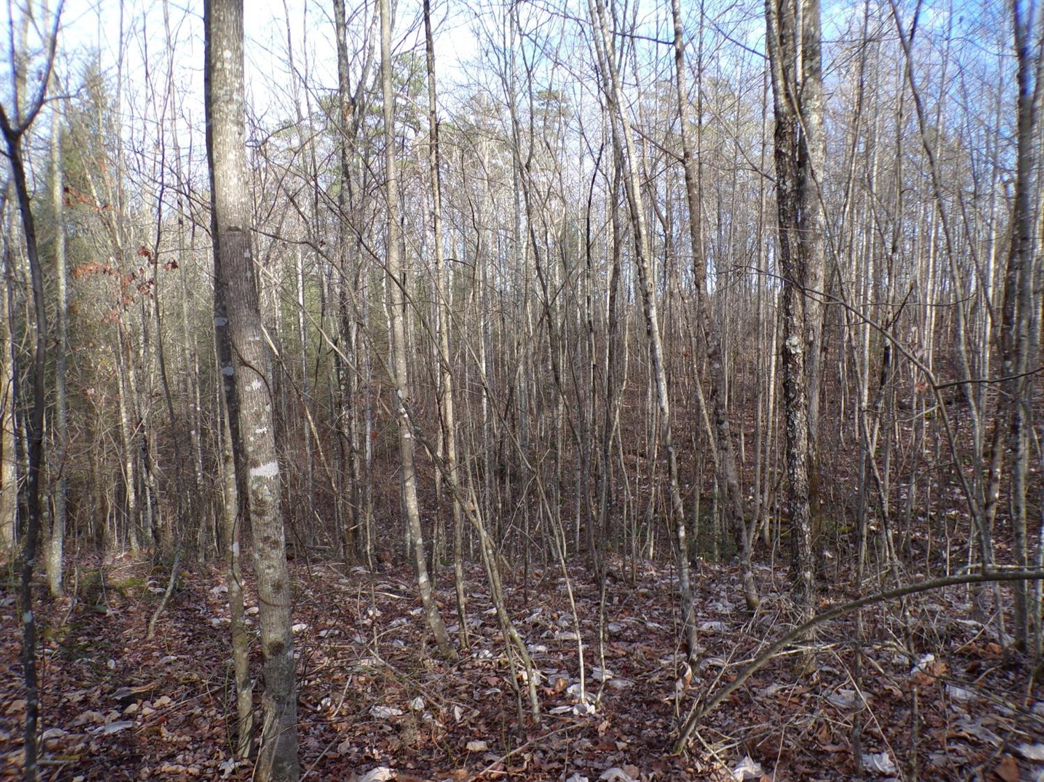 4200 Forest Service Road London, KY 40744 - Photo 2 of 44 Photo 2