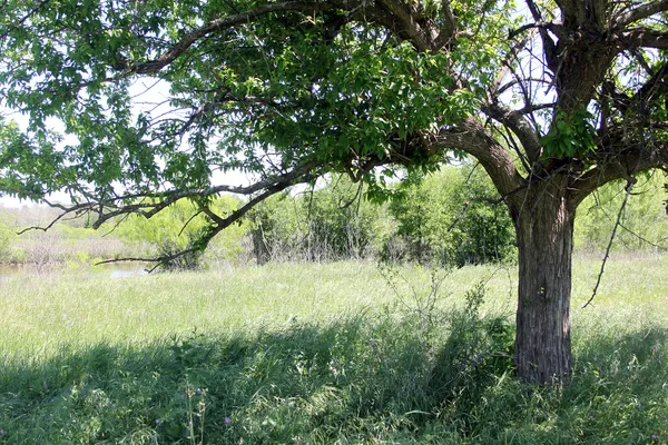 a view of yard with large trees