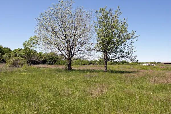 a view of yard with green space