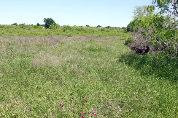 a view of a lush green forest with trees and some houses