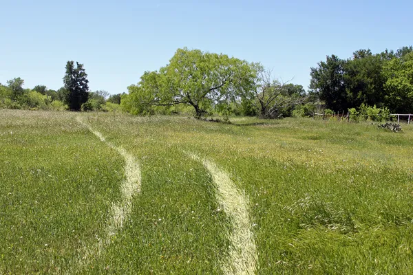 a big yard with lots of green space
