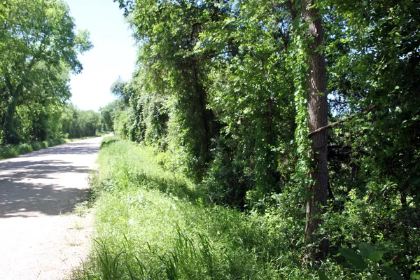 a view of street with lush green forest
