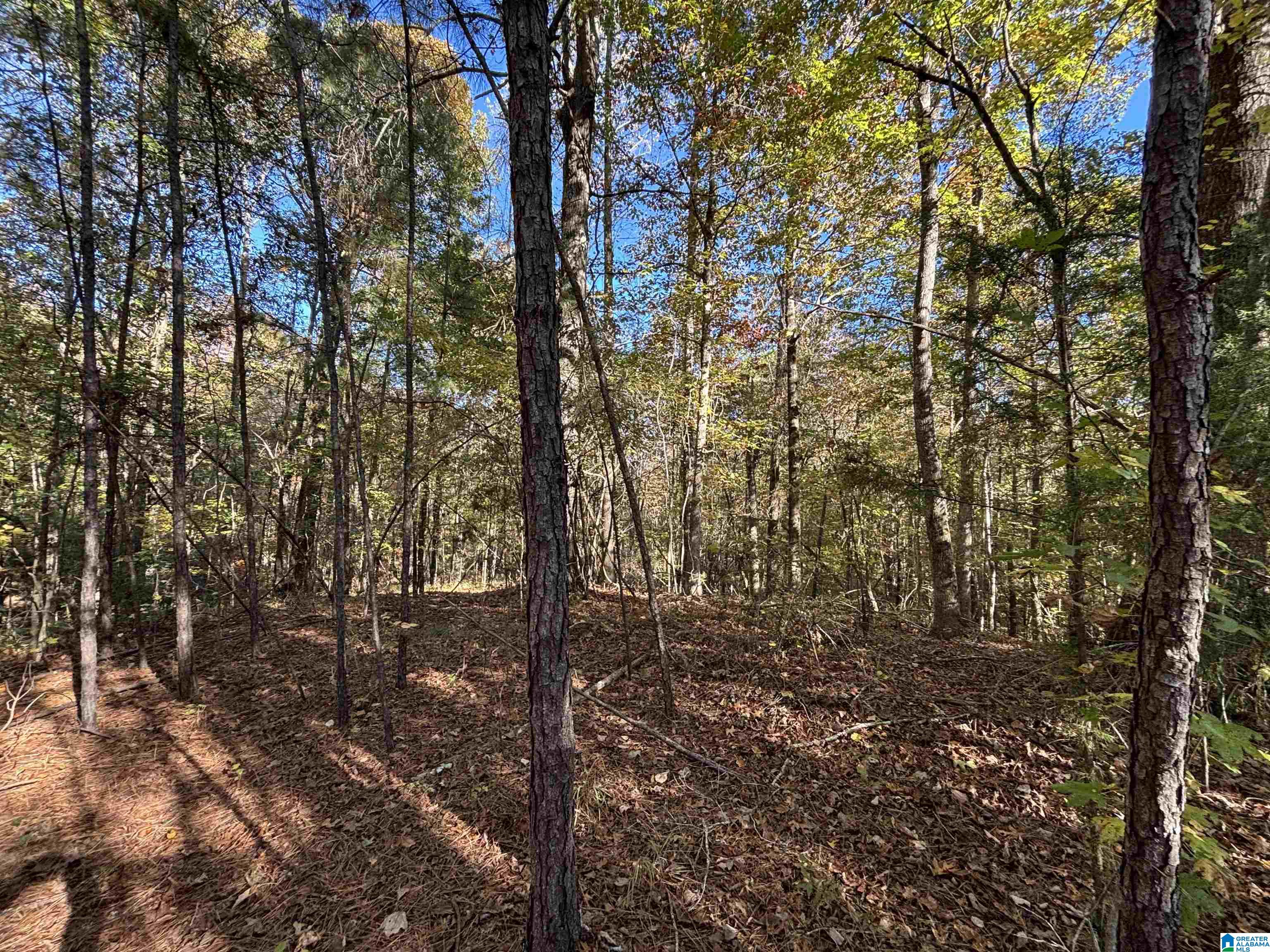 0 Waldrop Road, Unit 10 82 ACRES Ashville, AL 35953 - Photo 14 of 22