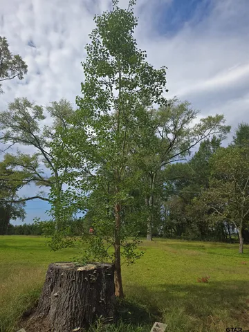 a view of a field with a tree