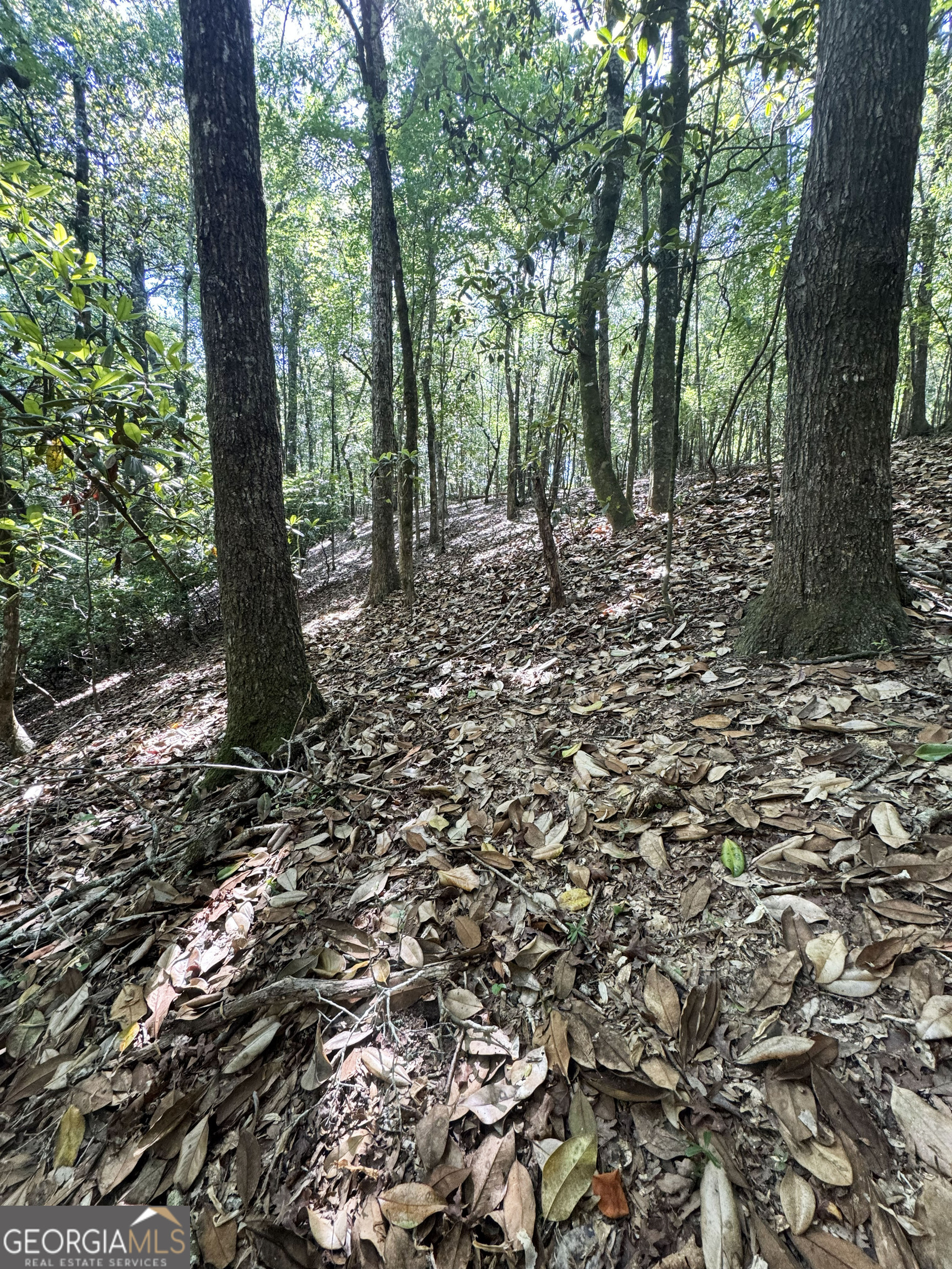 2415 Highway 82 Cuthbert, GA 39840 - Photo 18 of 25 a view of forest