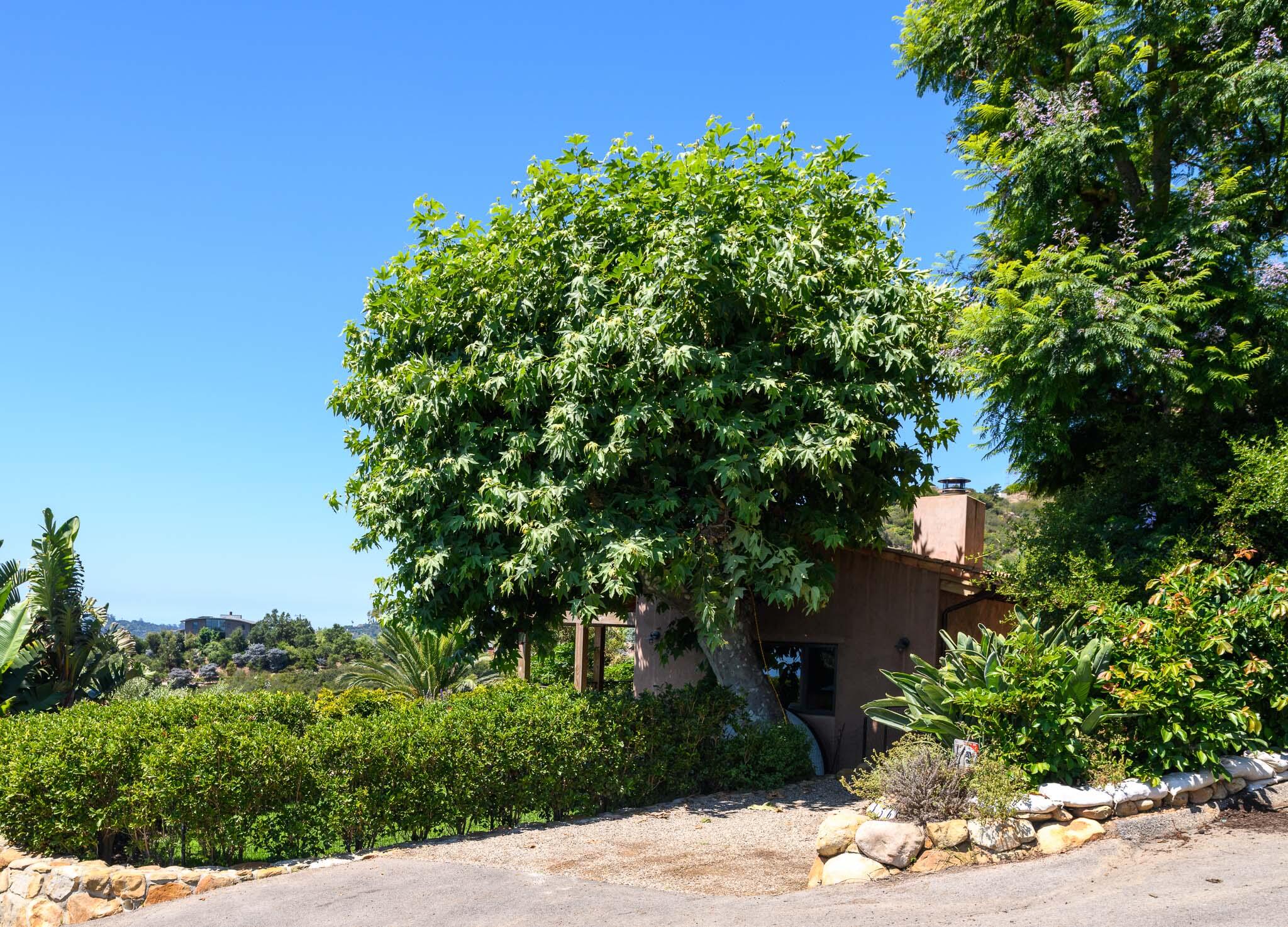 356 East Mountain Drive Montecito, CA 93108 - Photo 23 of 36 a plant that is in a garden