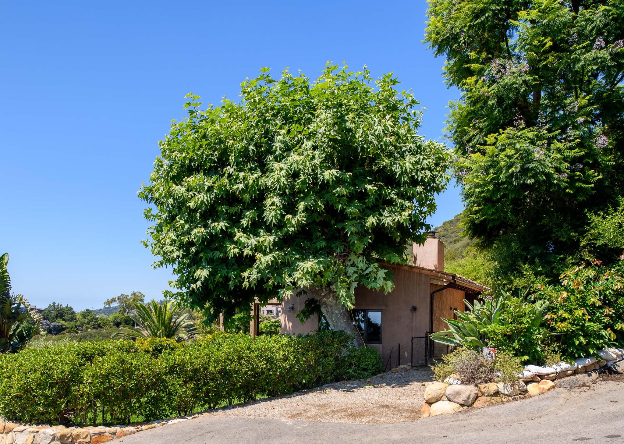 356 East Mountain Drive Montecito, CA 93108 - Photo 28 of 36 an outdoor space with plants