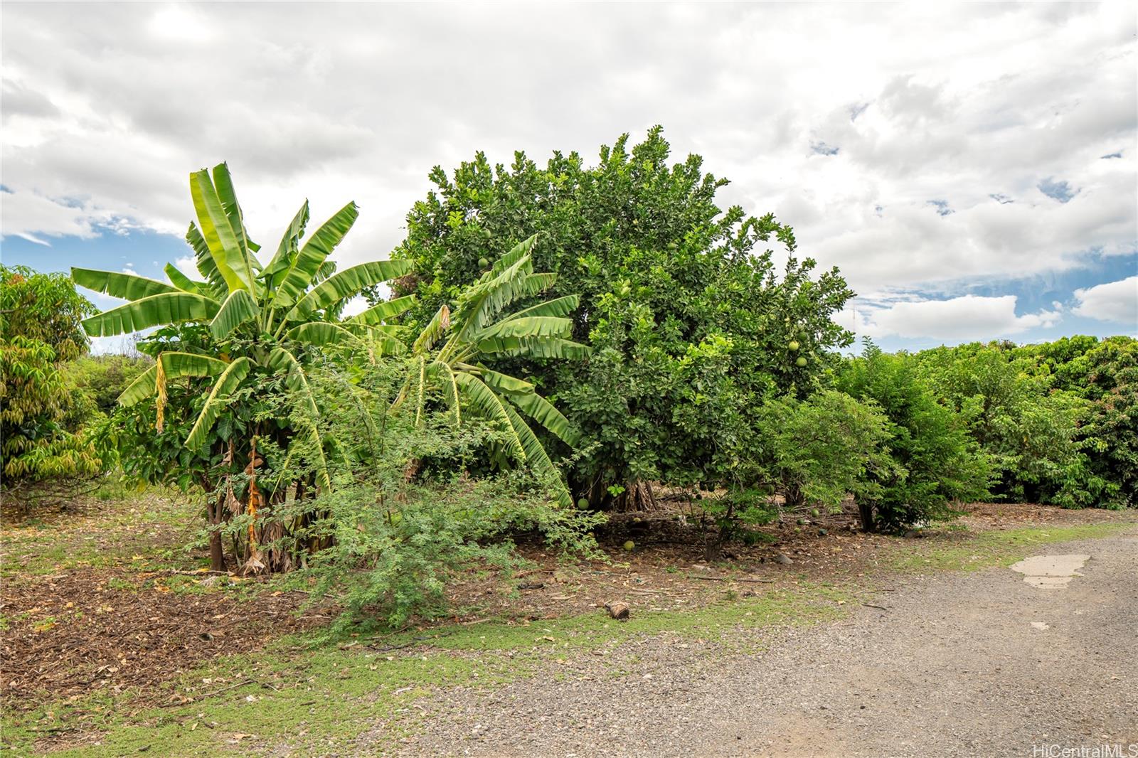 86-347 Halona Road Waianae, HI 96792 - Photo 17 of 22 a backyard of a house with lots of green space