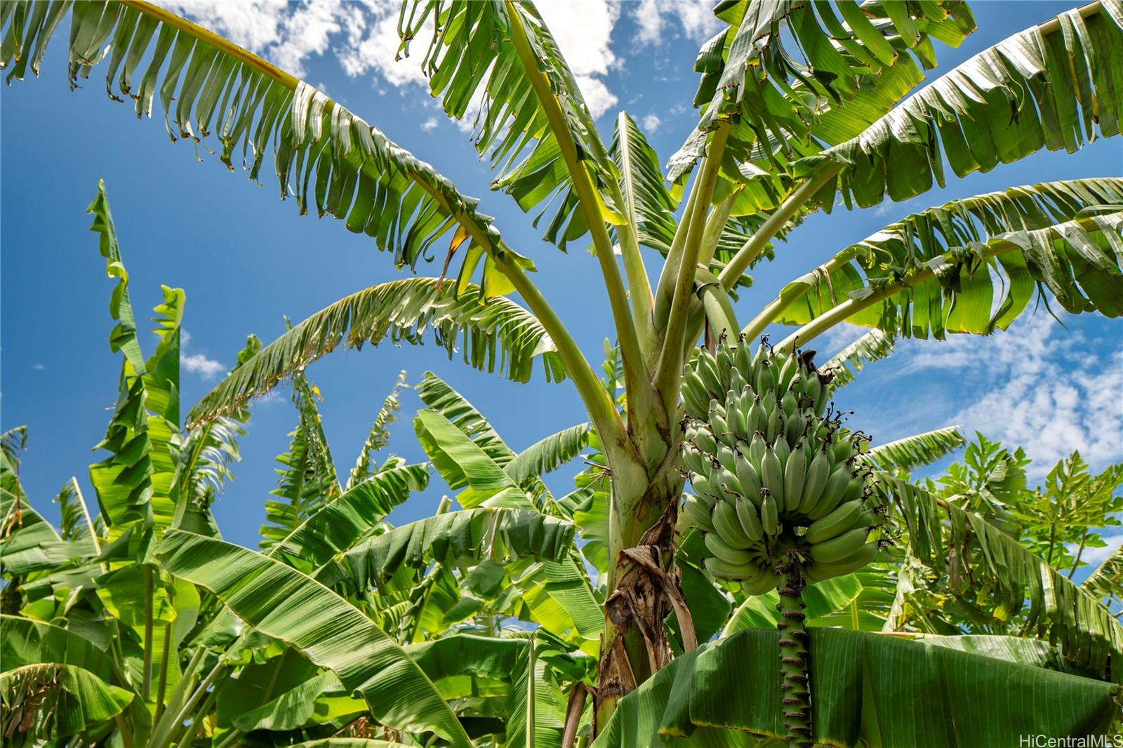 86-347 Halona Road Waianae, HI 96792 - Photo 8 of 22 a view of a plant