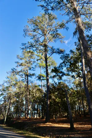 $395,000 | Xx Xx Shiver Road, Monticello, FL 32344