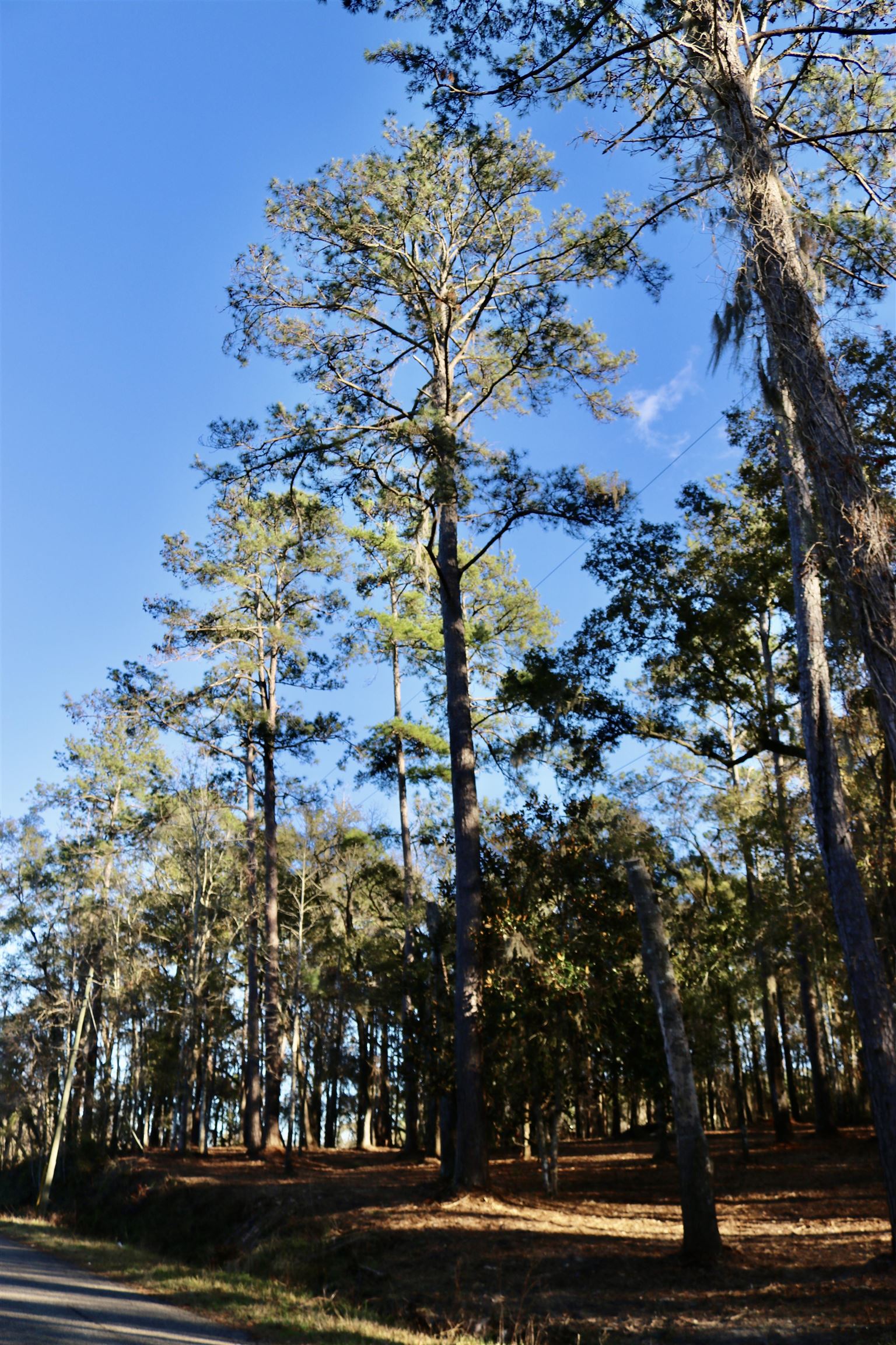 Xx Xx Shiver Road Monticello, FL 32344 - Photo 4 of 19