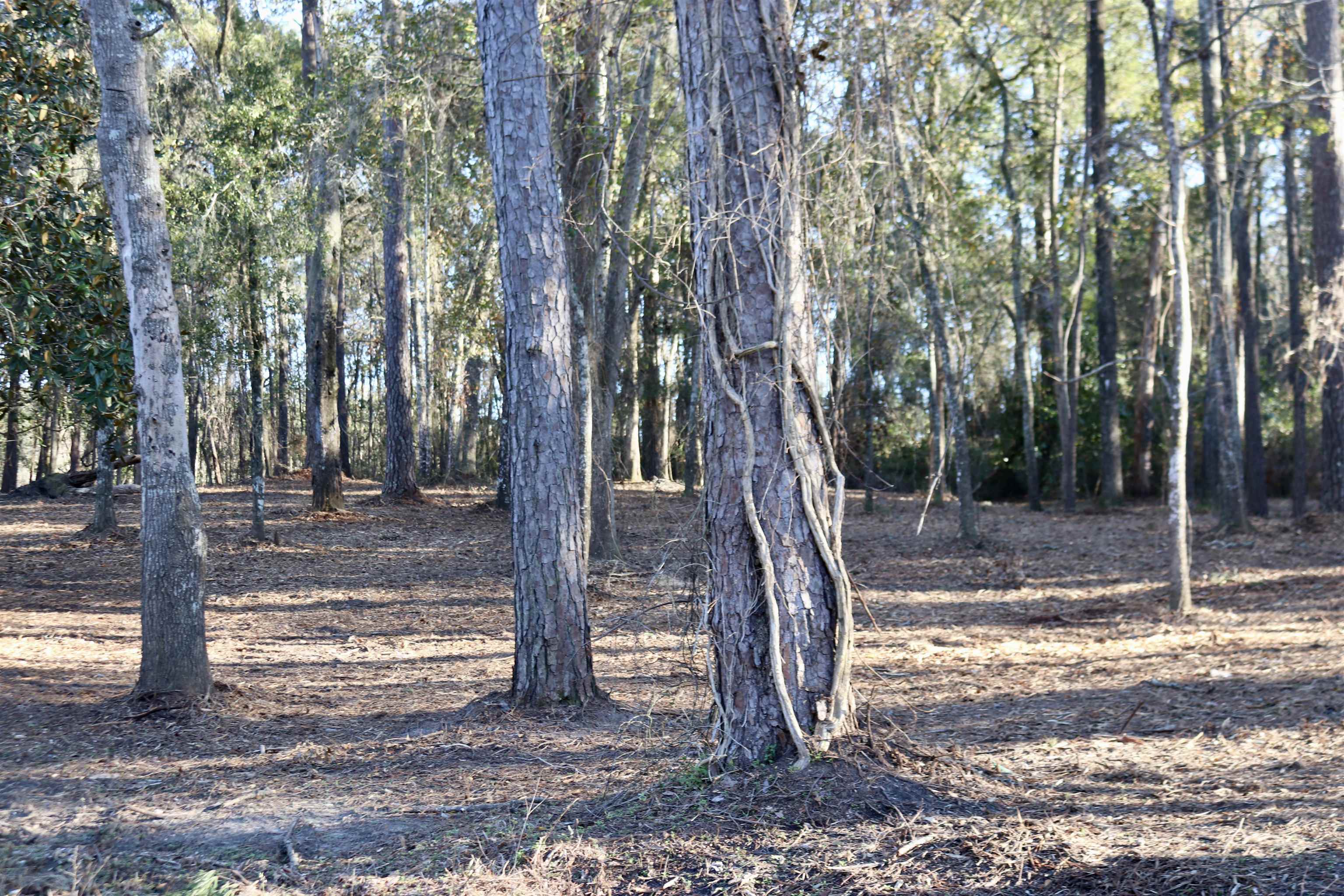 Xx Xx Shiver Road Monticello, FL 32344 - Photo 9 of 19