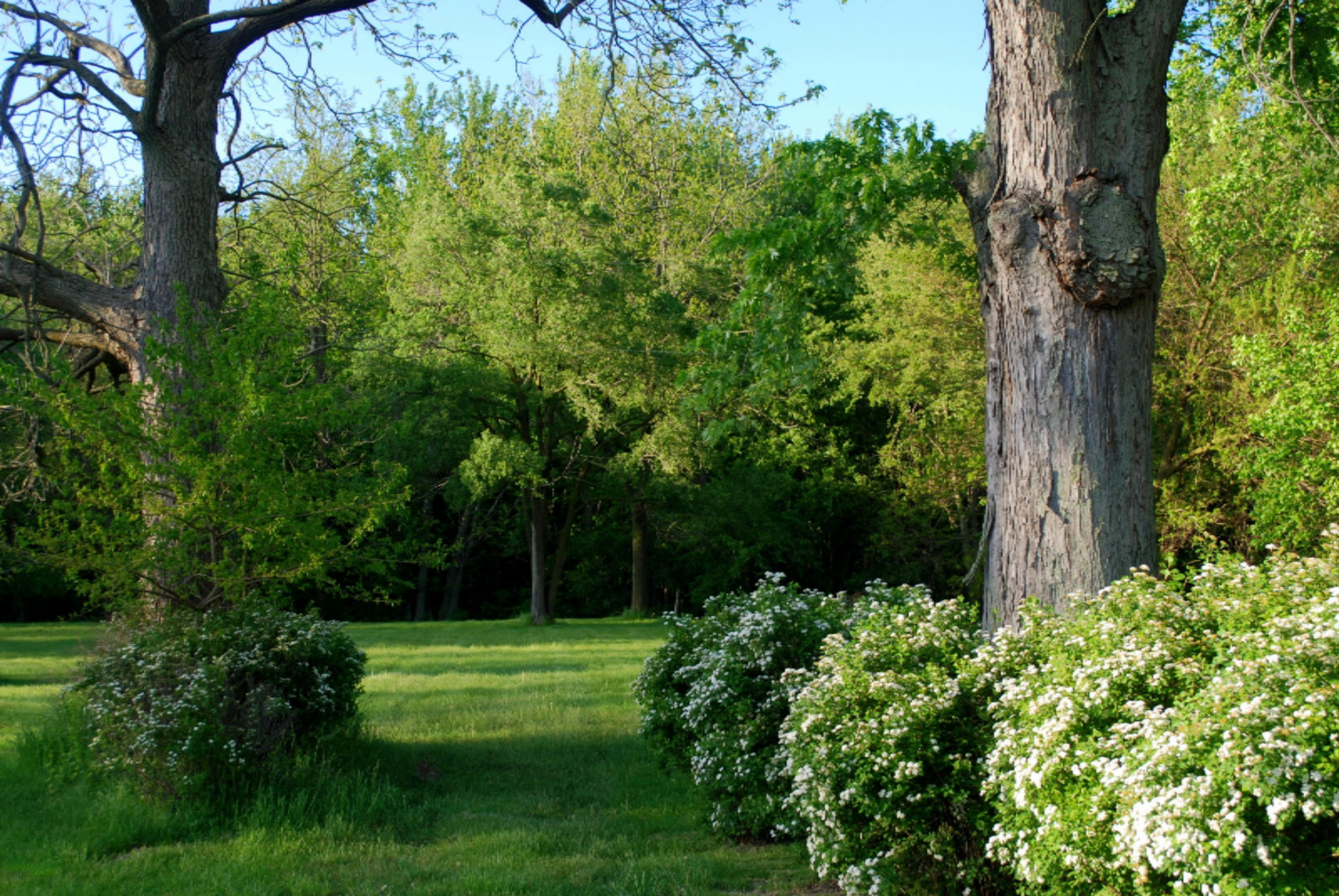 254 East Rose Road Coldwater, MI 49036 - Photo 3 of 12 DSC_0880