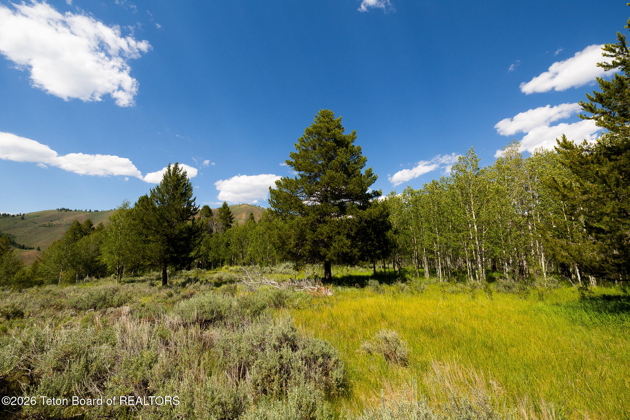985 Elk Ridge Road Jackson, WY 83001 - Photo 4 of 19 Trees in Lot