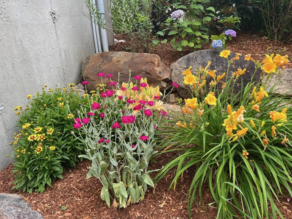 16 Balfour Lane Mashpee, MA 02649 - Photo 29 of 32 a picture of flowers