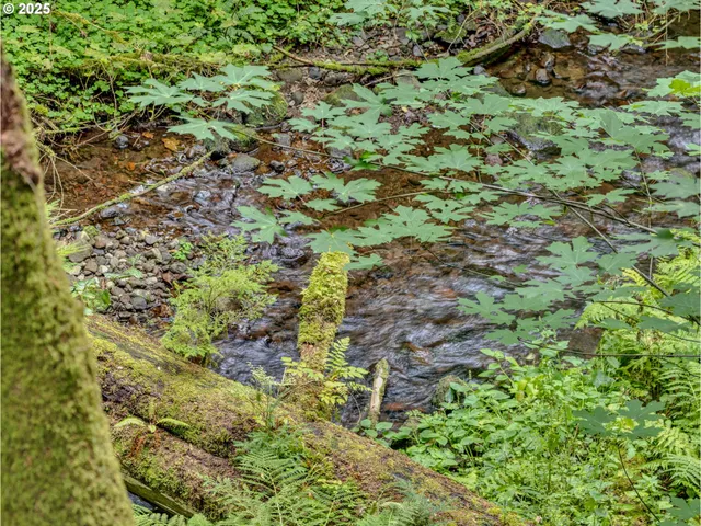 a view of a lush green forest