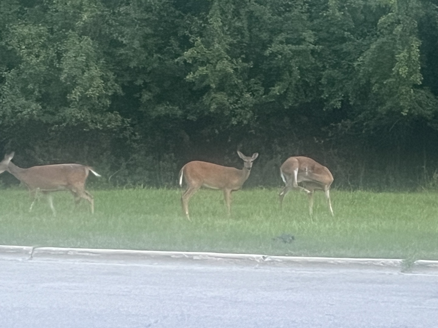 2222 South 15th Avenue North Riverside, IL 60546 - Photo 39 of 42 a backyard of a house with table and chairs