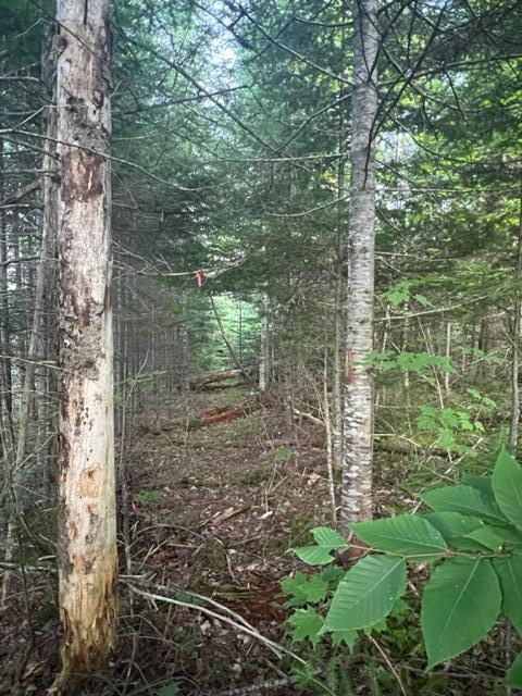 A3 Bottle Lake Road Springfield, ME 04487 - Photo 38 of 44 IMG_5233
