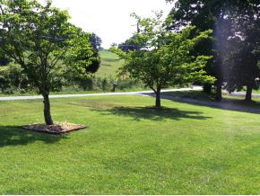 290 Douglas Shed Road Gray, TN 37615 - Photo 18 of 24 FRONT YARD