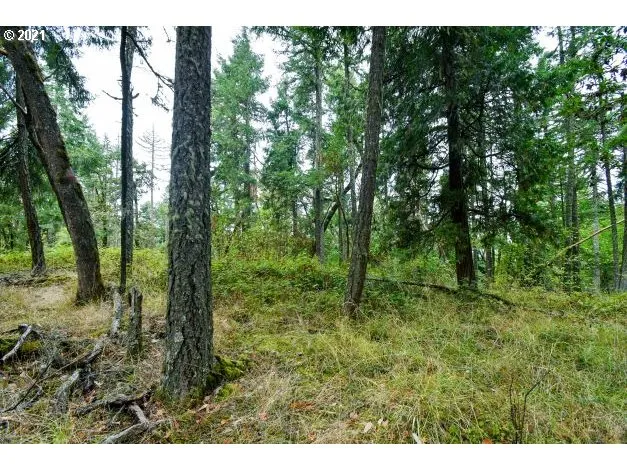 a view of a lush green forest