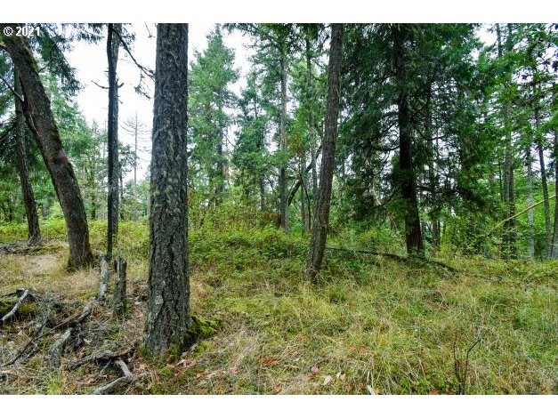 32475 Fox Hollow Road Eugene, OR 97405 - Photo 17 of 30 a view of a lush green forest